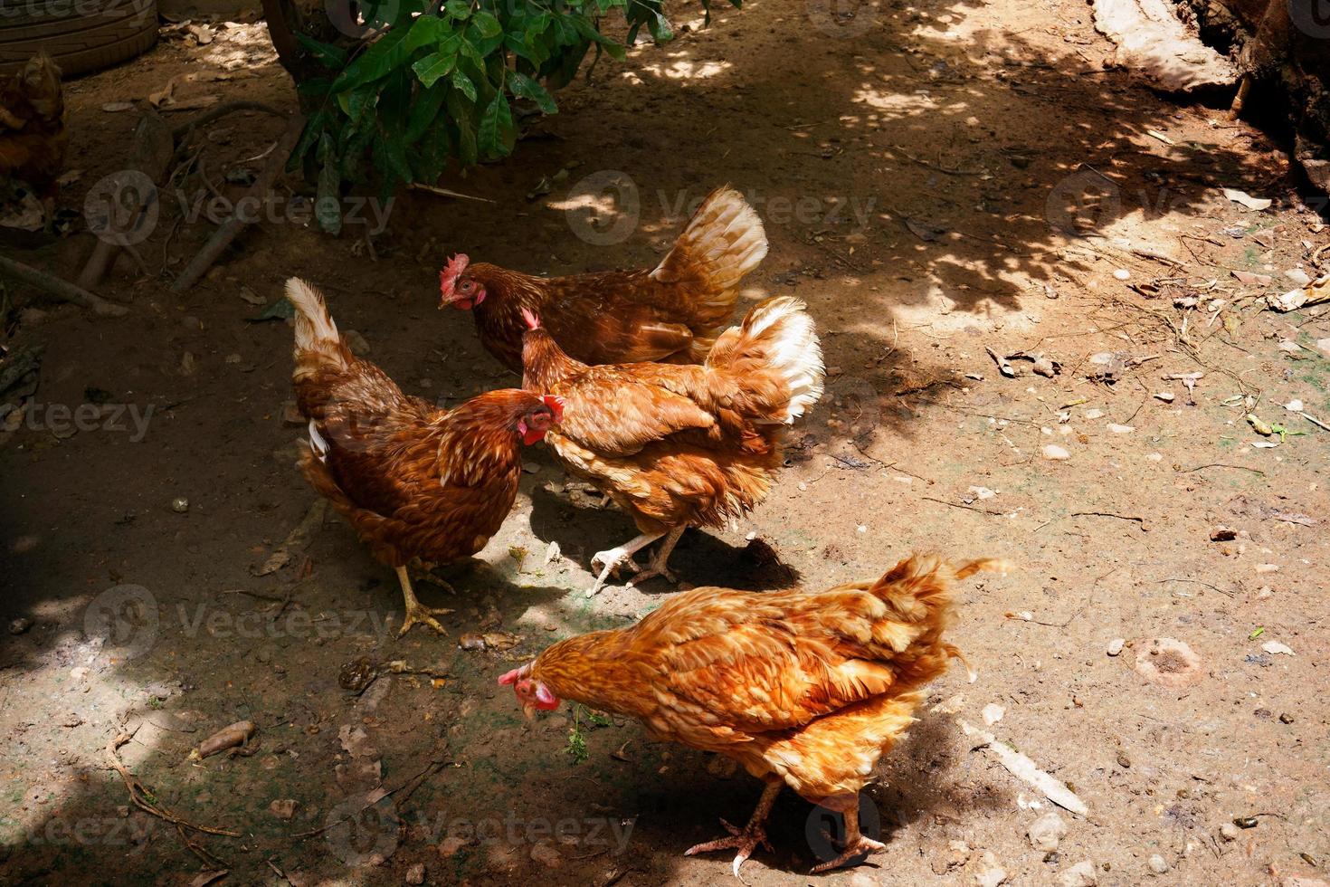 mère les poules poulet sur une cultiver, intervalle poulets sur biologique ferme photo