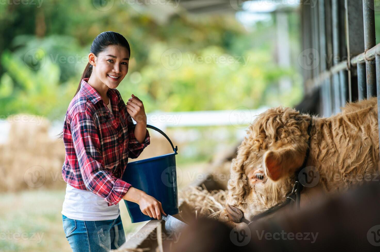 portrait d'une agricultrice asiatique heureuse avec un seau de foin nourrissant des vaches dans une étable sur une ferme laitière. industrie agricole, agriculture, personnes, technologie et concept d'élevage. photo