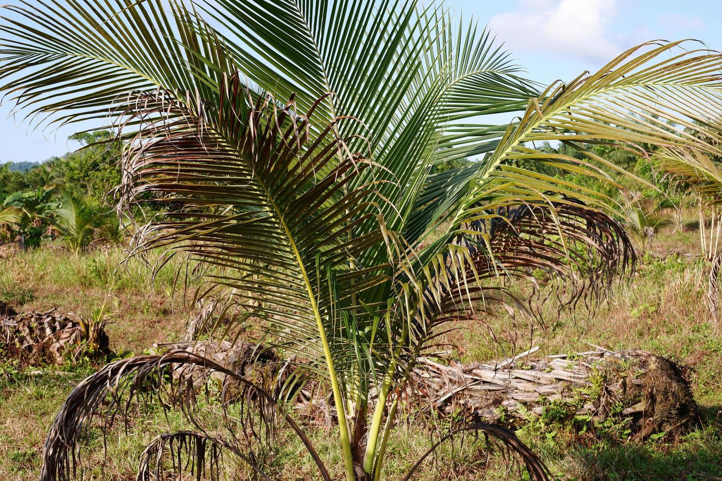 Jeune noix de coco des arbres cette grandir sont encore petit, photo tirer pendant le journée