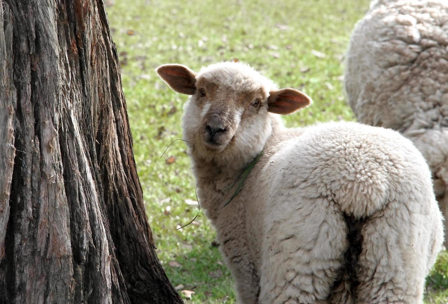 mouton pâturage dans le vert argentin campagne photo