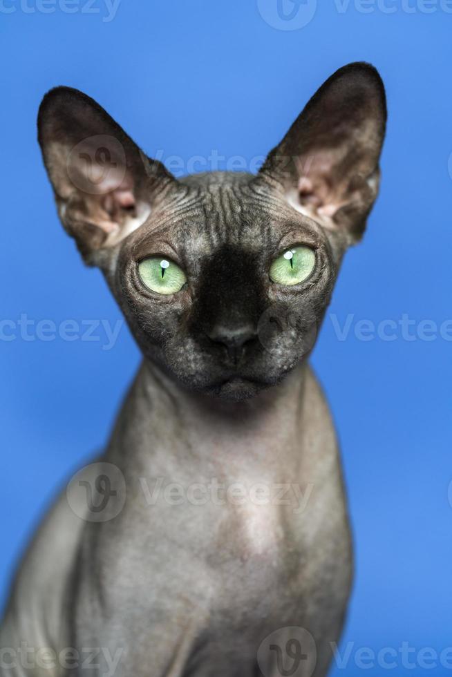 canadien sphynx chat - race de chat connu pour ses manquer de de fourrure. fermer portrait de intelligent chat sur bleu Contexte. de face voir, à la recherche à caméra photo