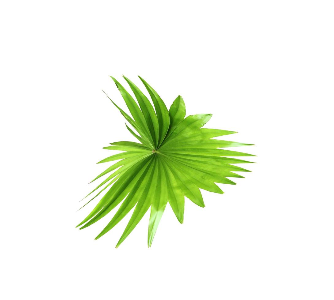 Feuille verte d'un palmier isolé sur fond blanc photo