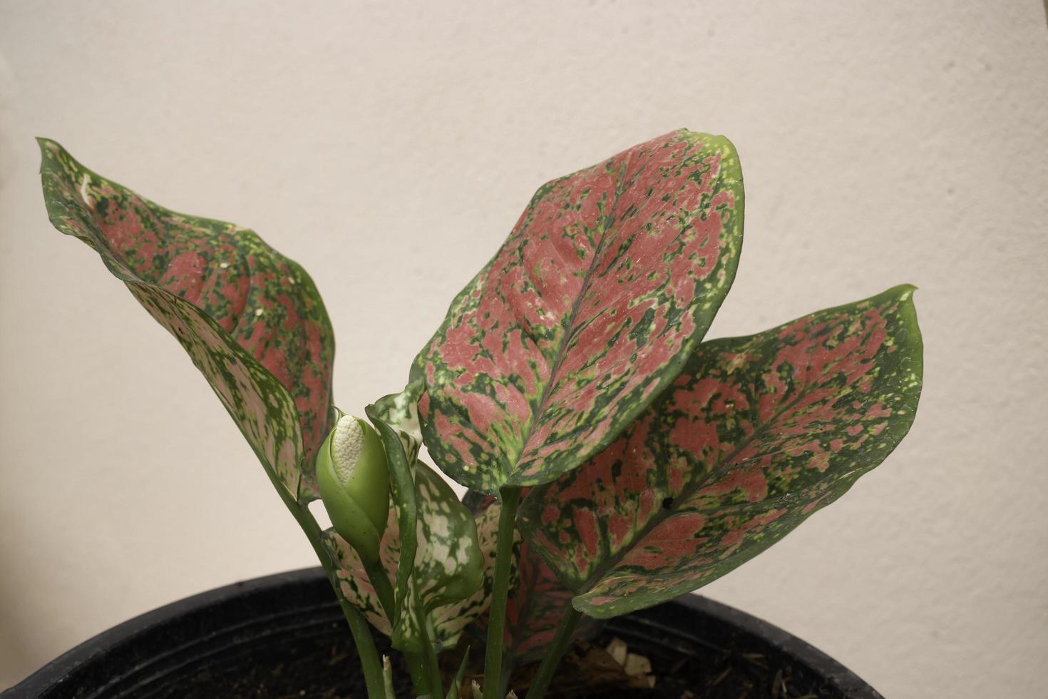 la fleur d'aglaonema modestum en fleurs photo