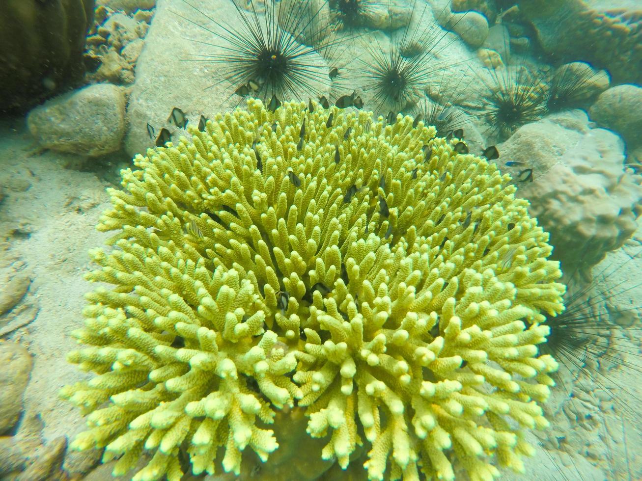 vue sur un récif de corail photo