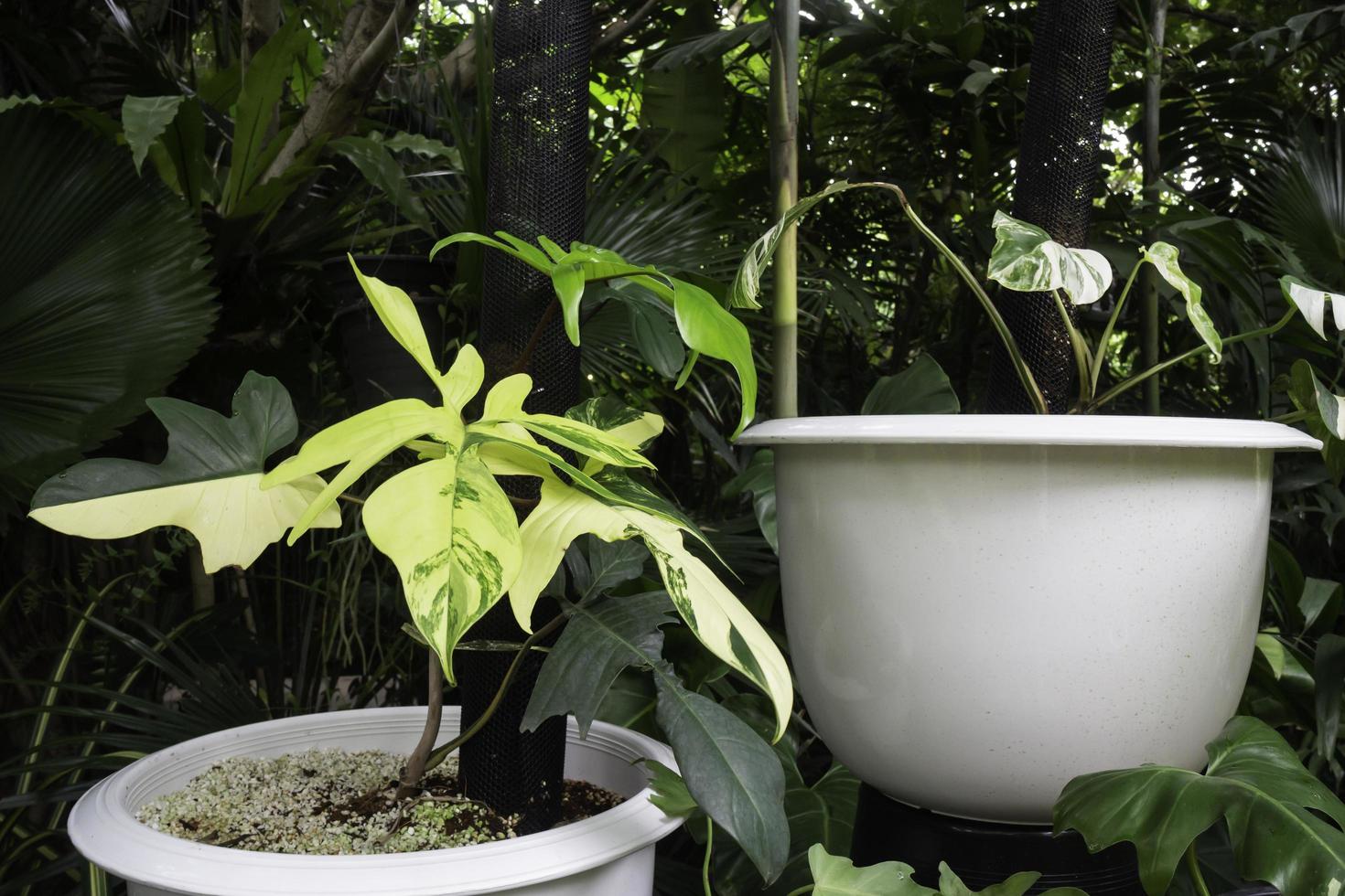 deux plantes dans des pots blancs photo