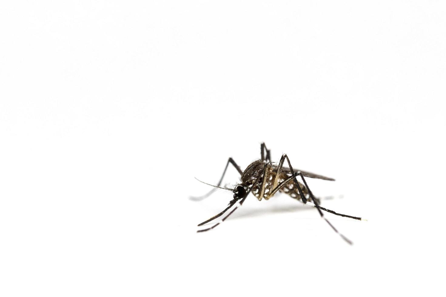 Gros plan d'un moustique isolé sur fond blanc photo