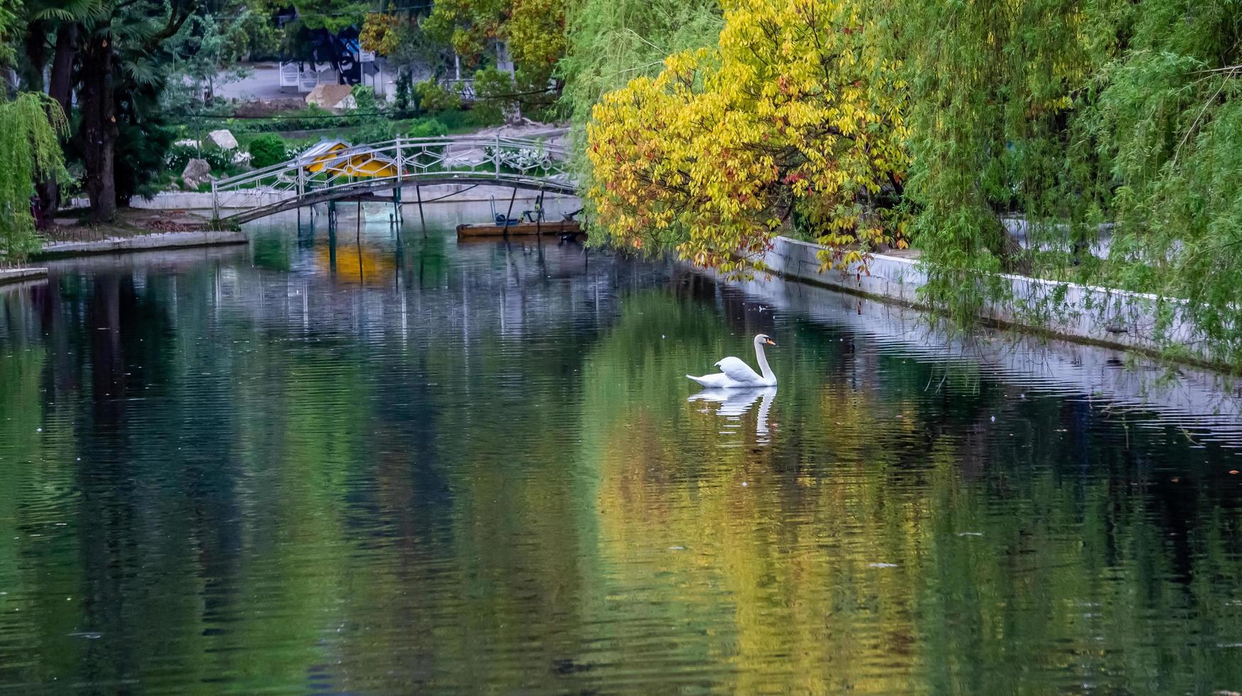 Paysage avec cygne dans un lac à côté dans un parc boisé à New Athos, Abkhazie, Géorgie photo