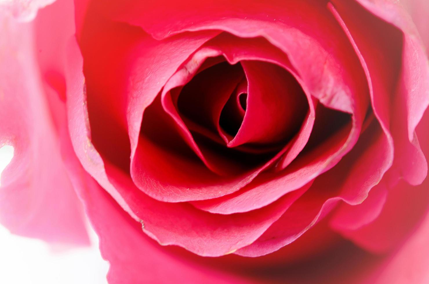 gros plan d'une rose photo