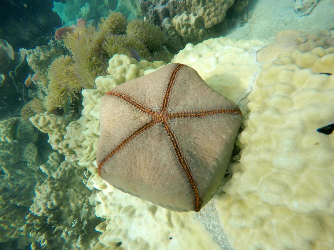 étoile de mer dans l'eau photo