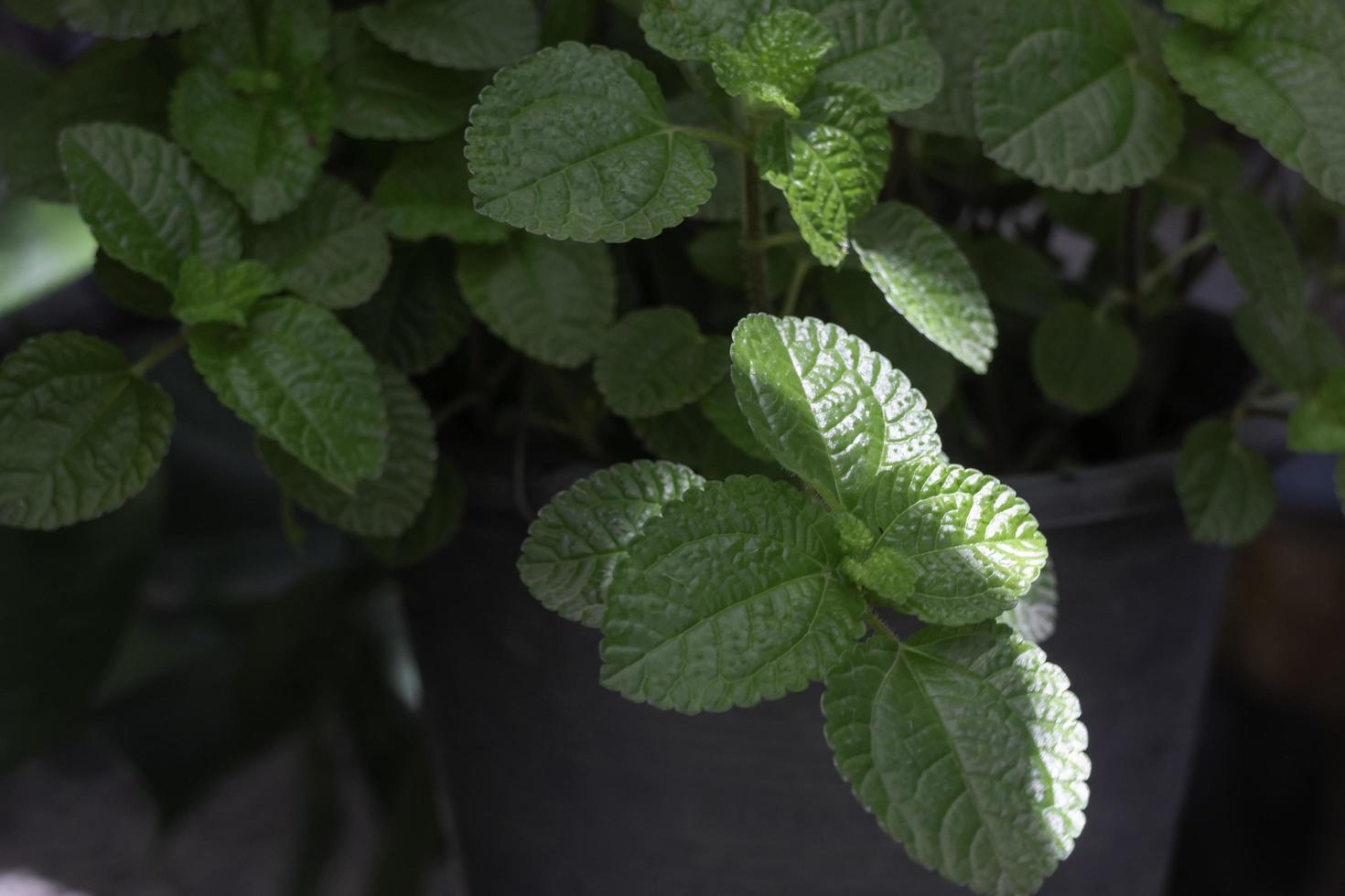 feuilles de menthe verte photo