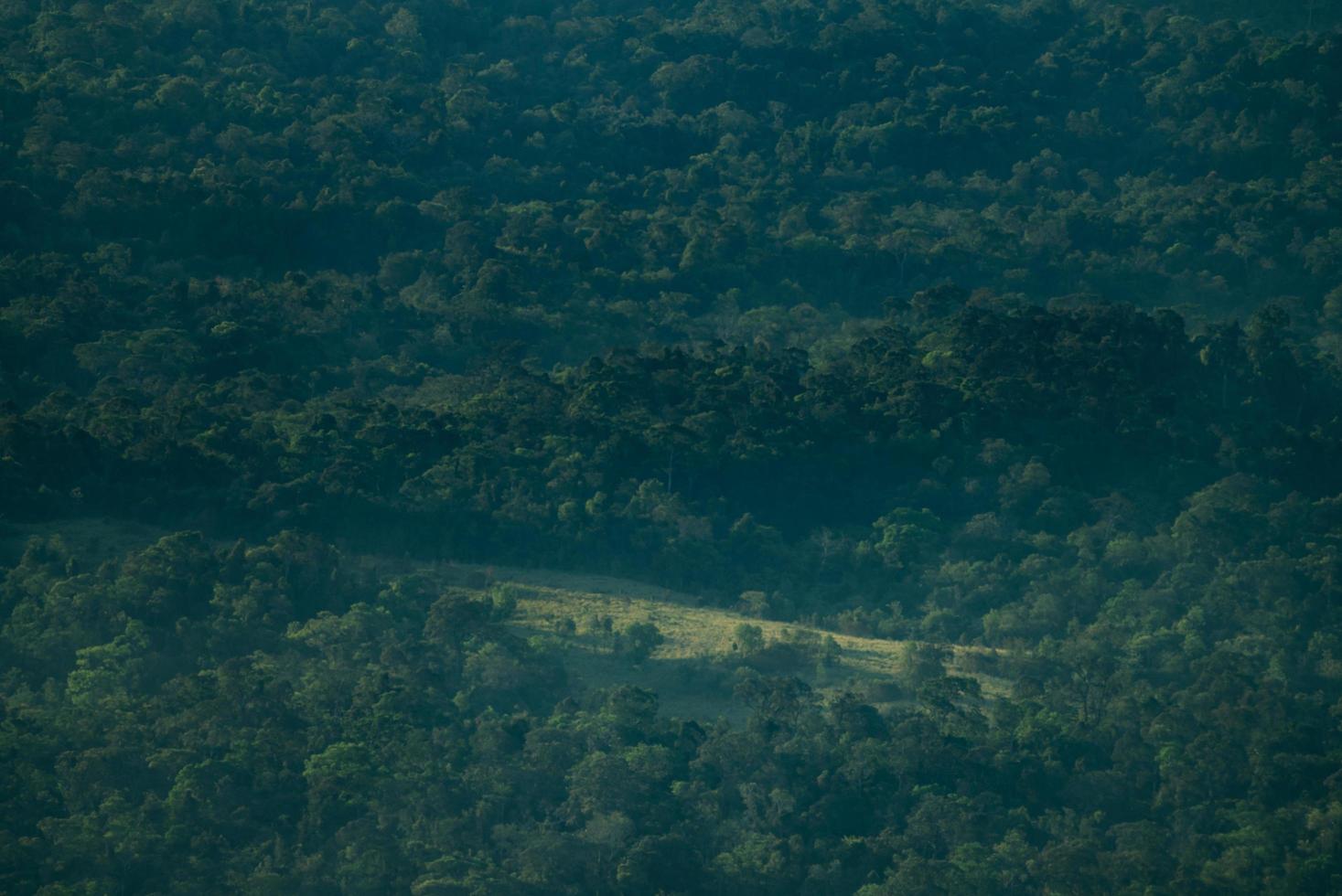 paysage de forêt tropicale de nuit photo