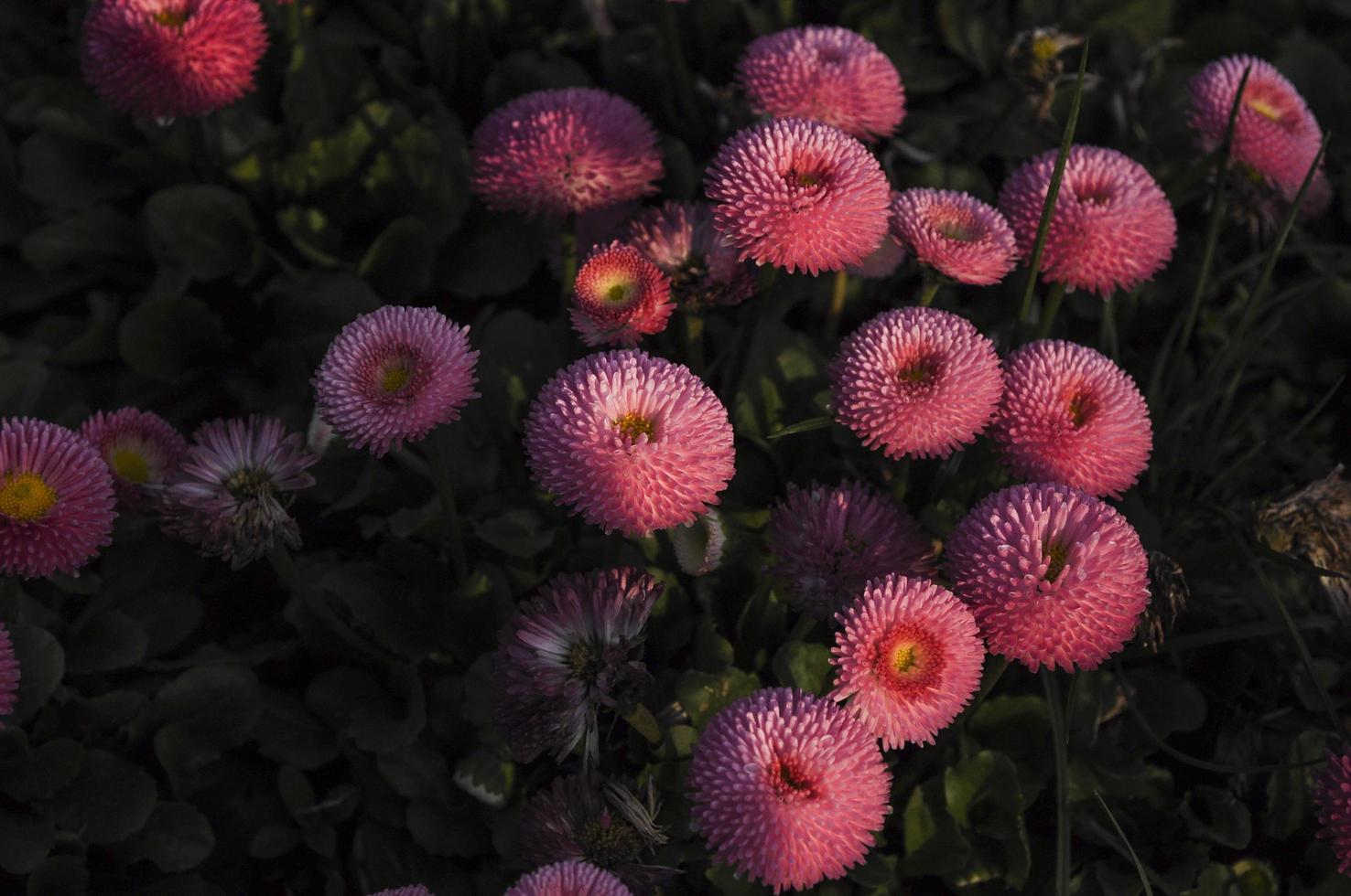 coloré commun Marguerite à le coucher du soleil photo