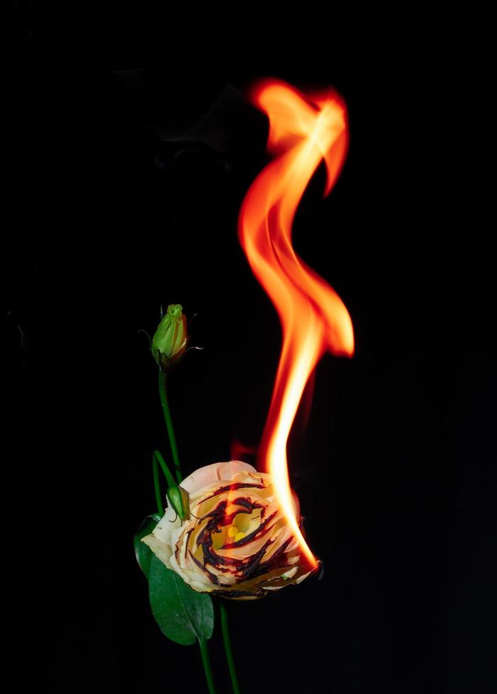 fleur de lisianthus en feu photo