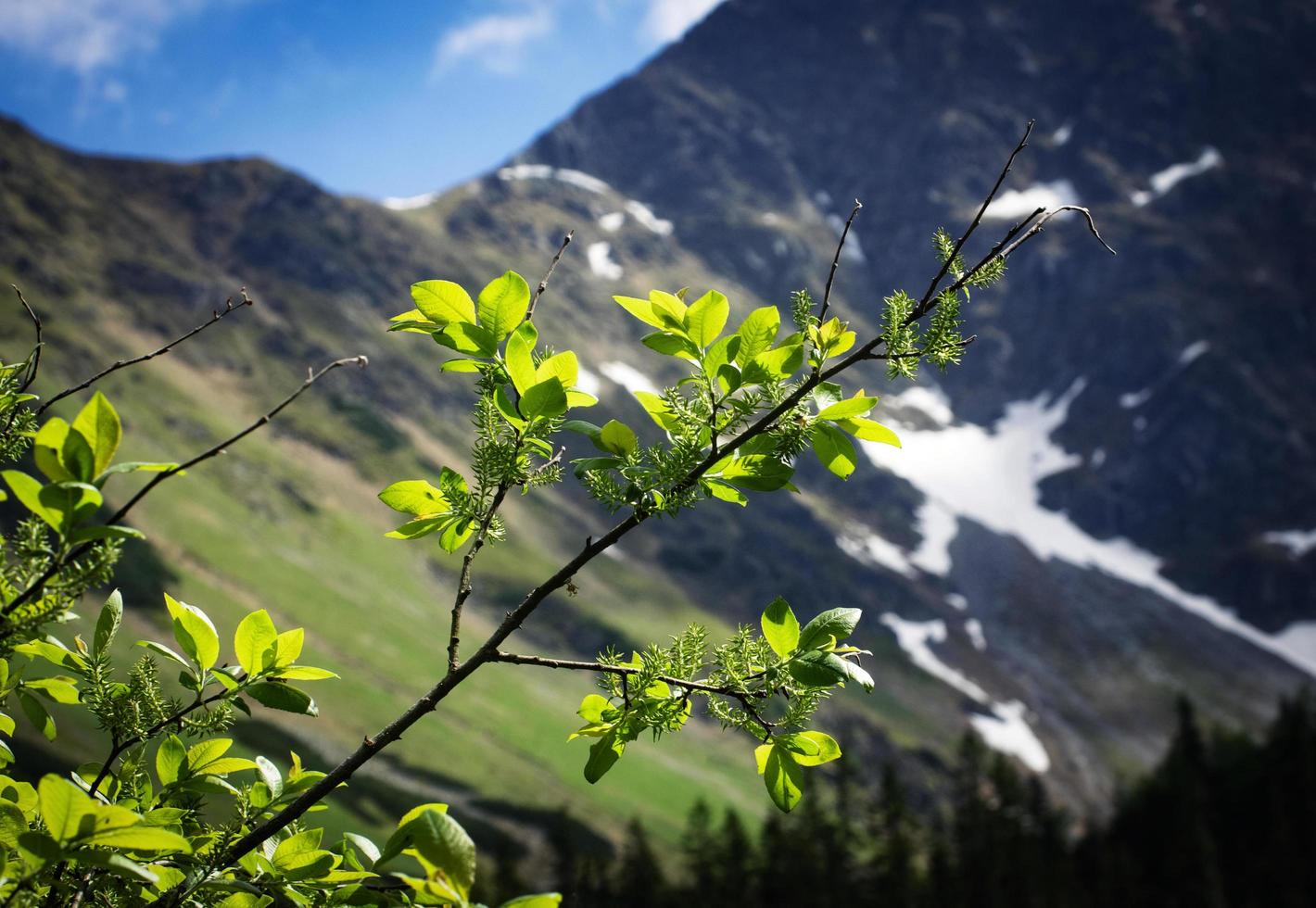 brindille de saule avec un fond de montagne photo