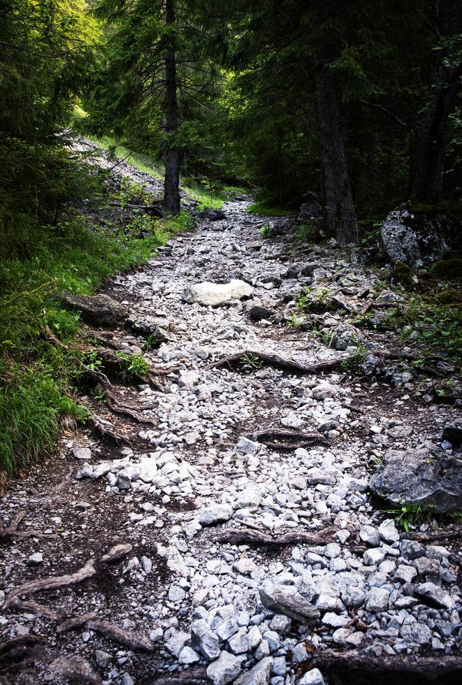 Sentier dans les bois avec des pierres blanches chemin rocheux dans une forêt photo