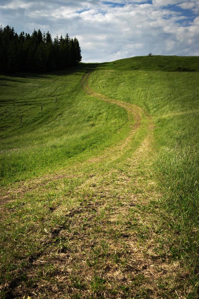 collines vertes et arbres photo