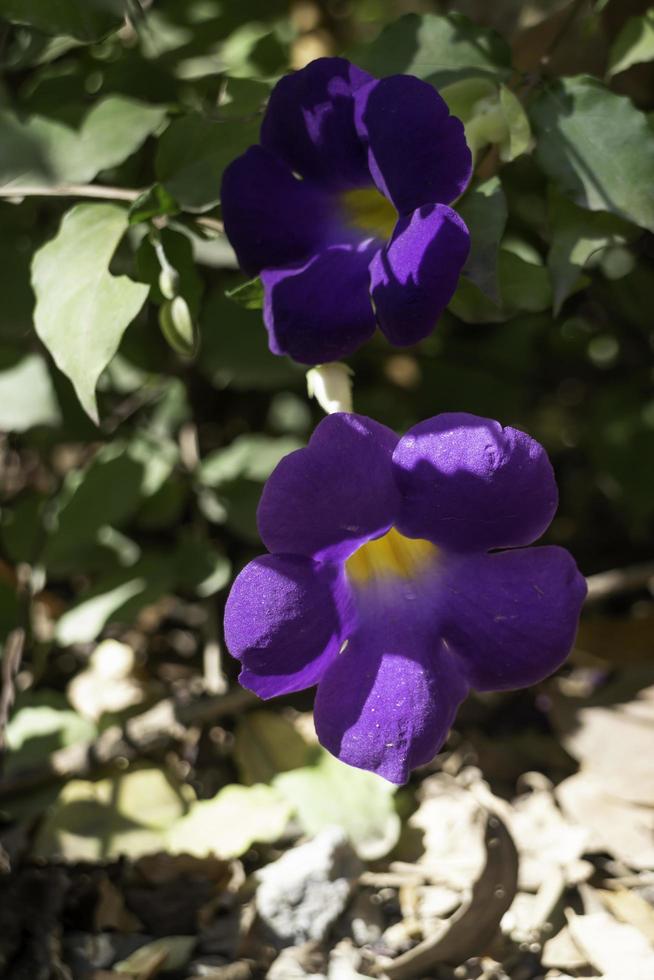 belles violettes violettes photo