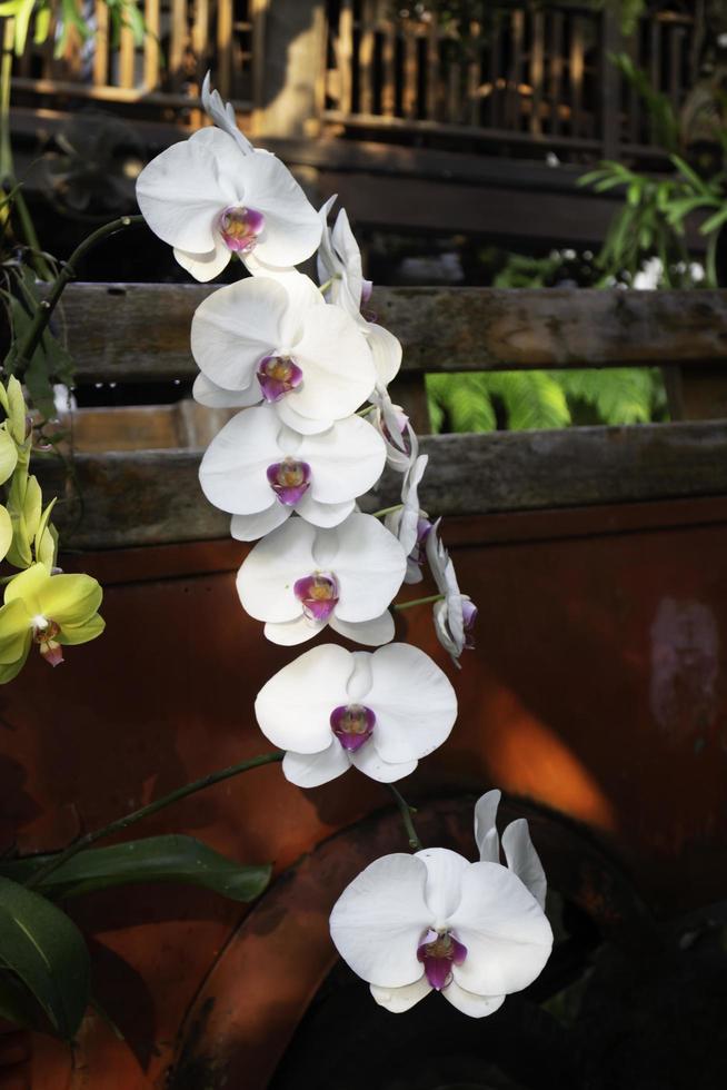 plante ornementale dans le jardin photo