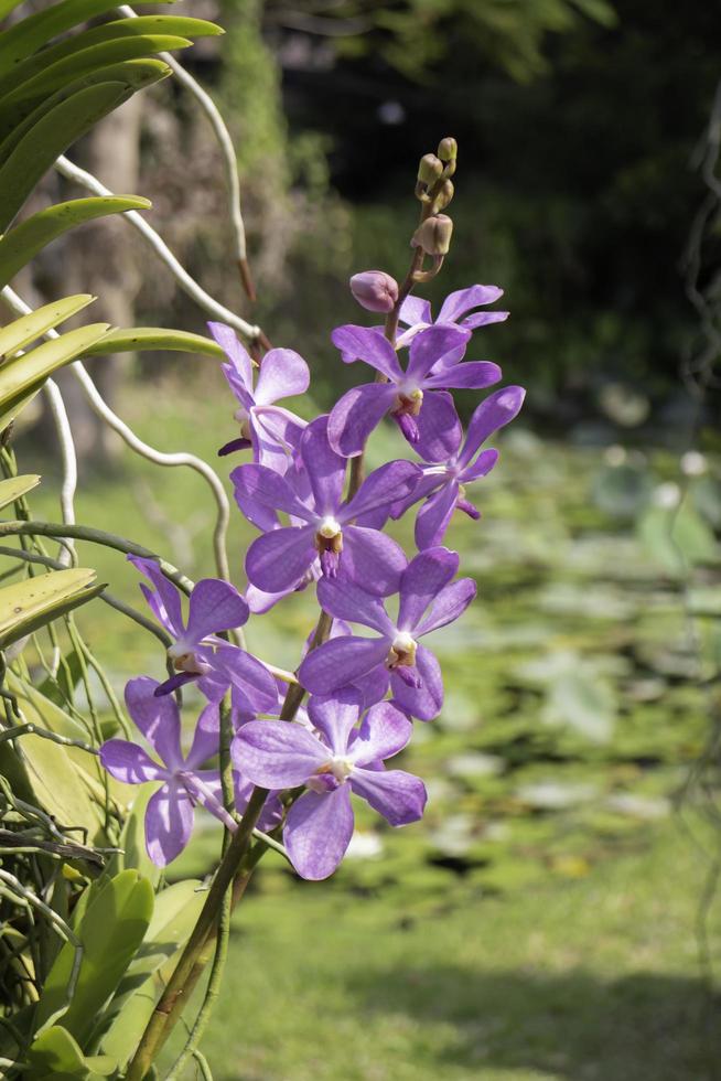 fleur violette dans le jardin photo