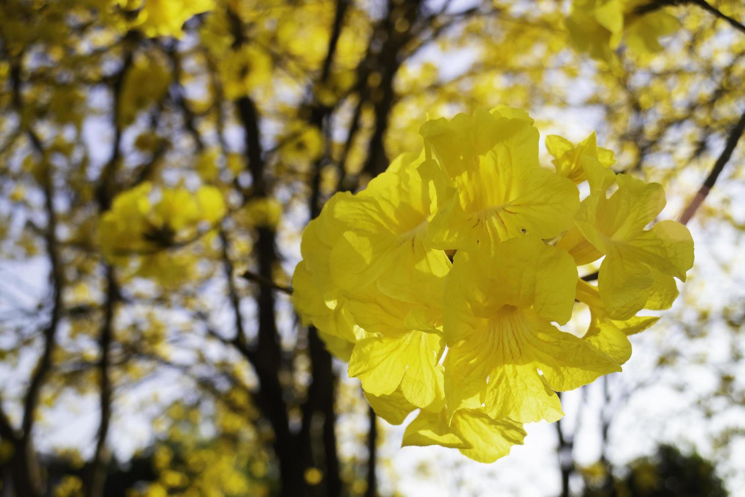 belle fleur d'été jaune photo