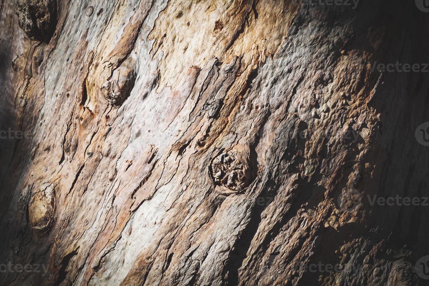 Texture de l'écorce d'un vieil arbre d'eucalyptus photo