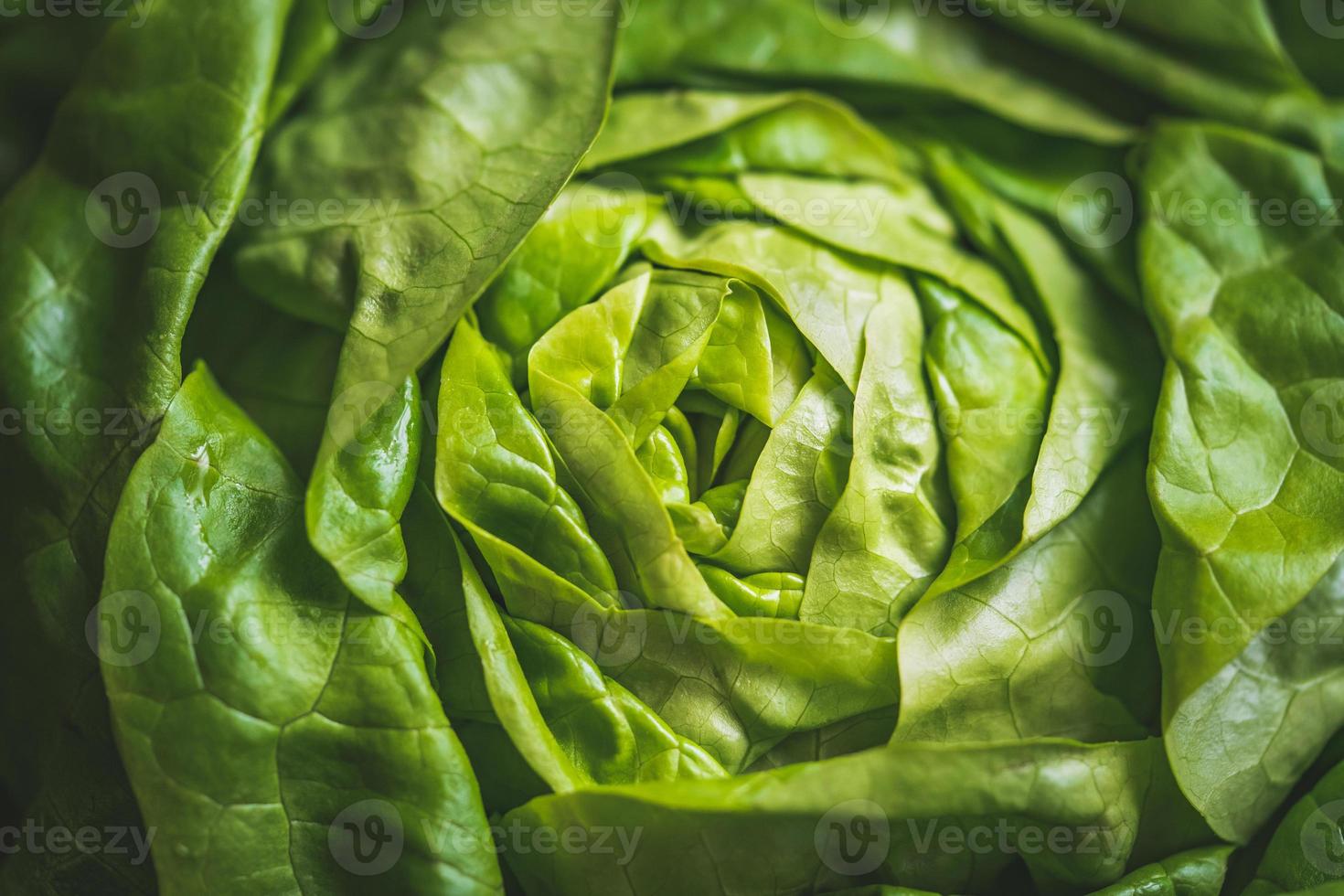 feuilles vertes et fraîches d'une laitue pommée bio photo