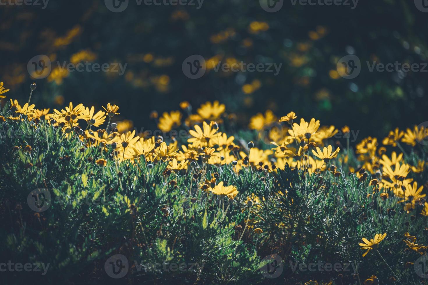 fleurs et bourgeons de marguerites jaunes photo