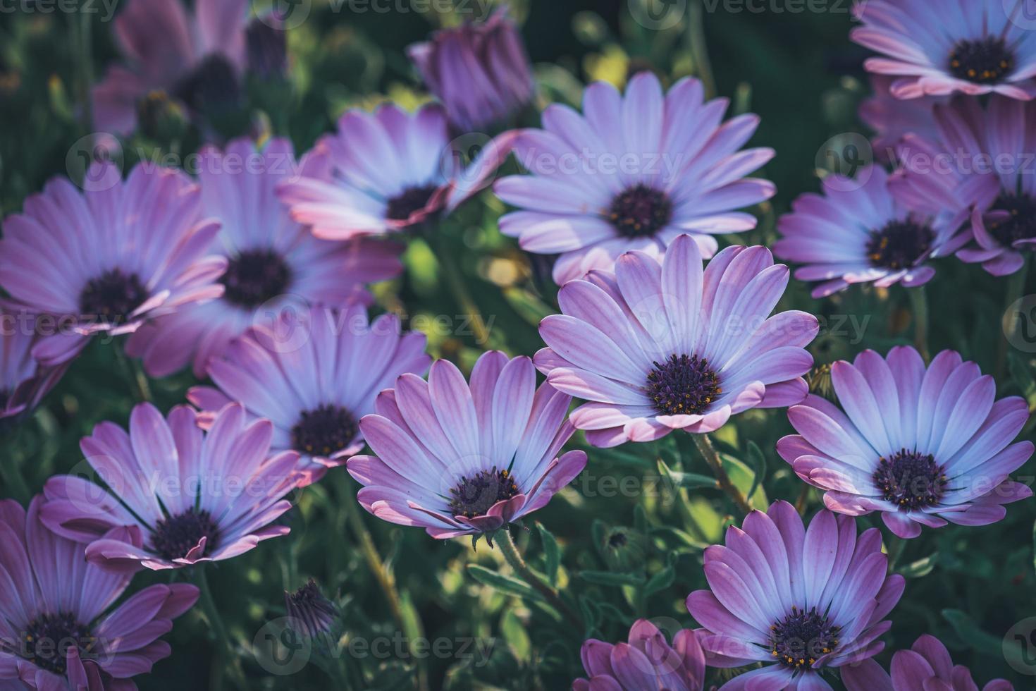 fleurs violettes et roses de marguerite africaine photo