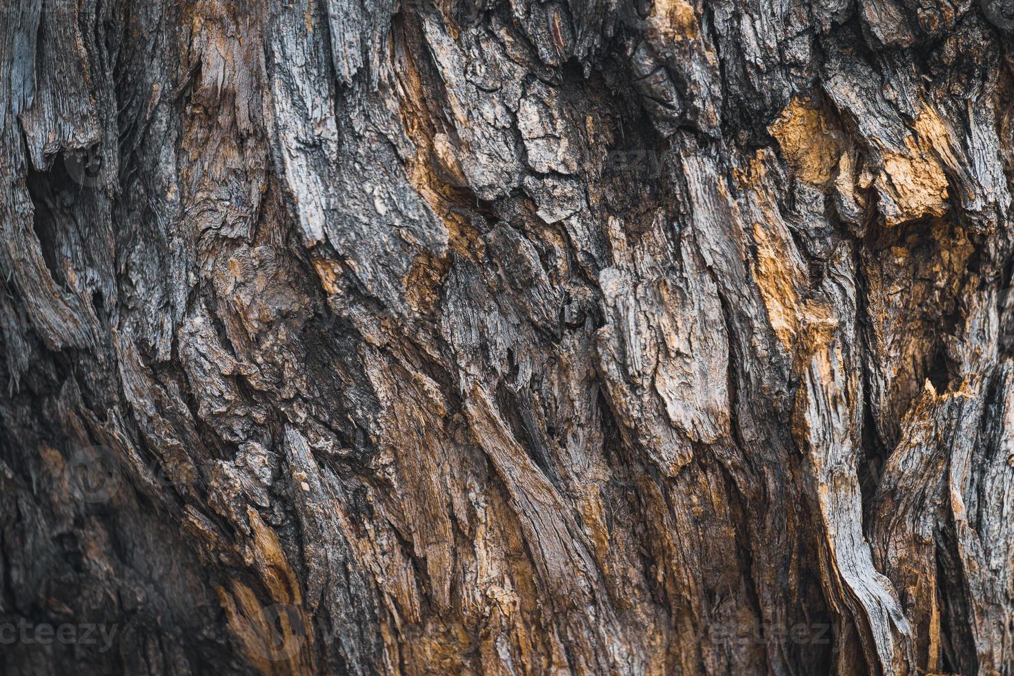 Texture d'écorce d'un arbre de la pagode photo