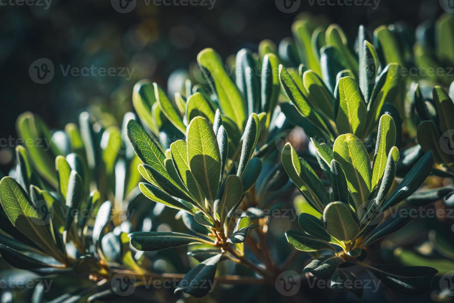 Feuilles d'un buisson de fromages japonais photo