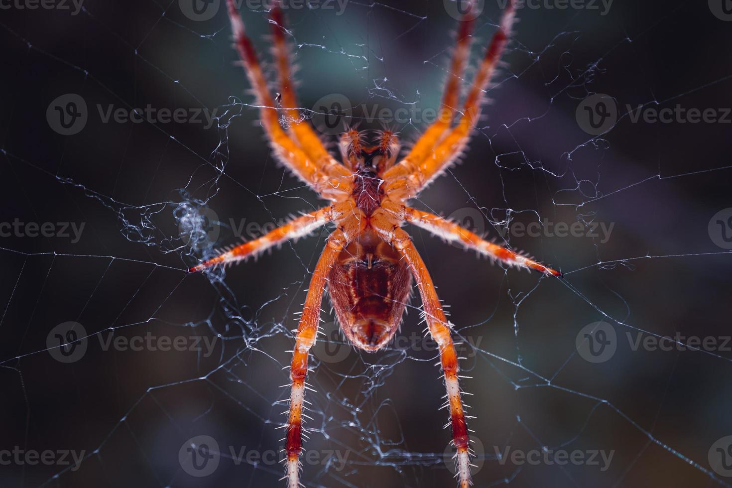 araignée sur le araignée la toile attendre à chasser photo