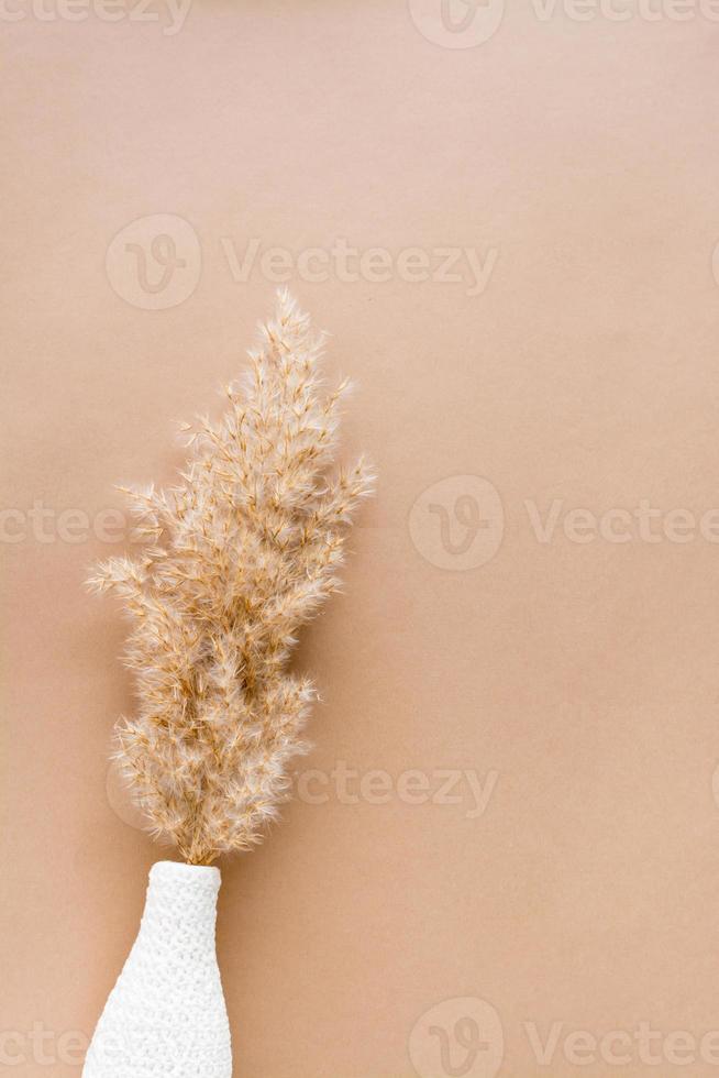 éco beige texture Contexte de sec oreilles de herbe dans une blanc vase sur papier carton. pastel nuances photo