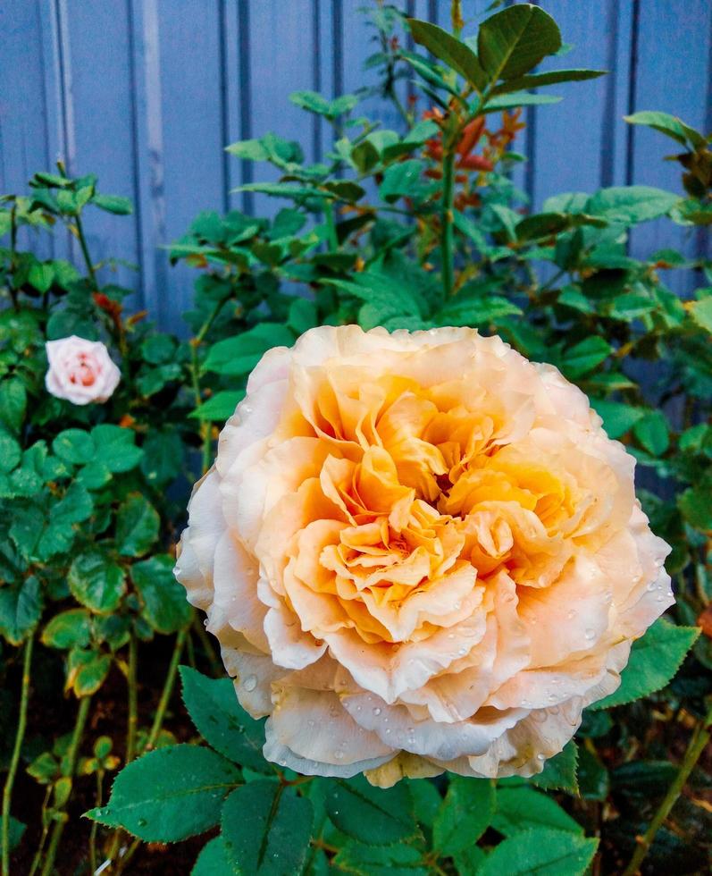 Orange Rose avec l'eau gouttelettes vert feuille flou Contexte conception modèle carte postale livre couverture site Internet la Saint-Valentin journée photo