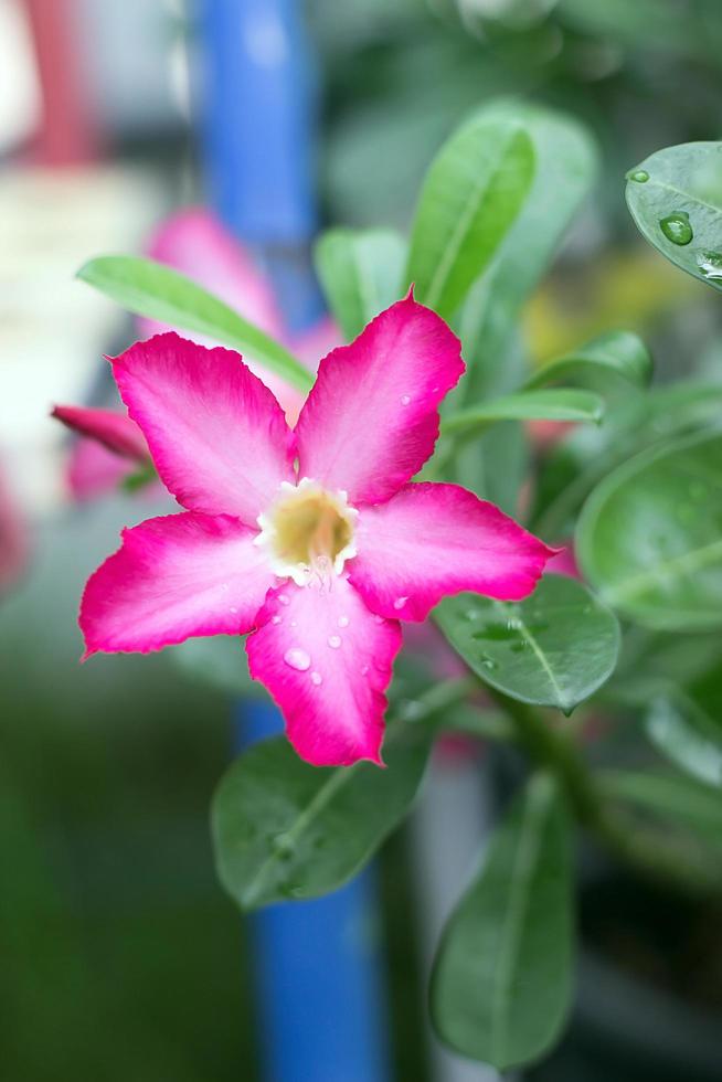 simuler des azalées dans le jardin photo