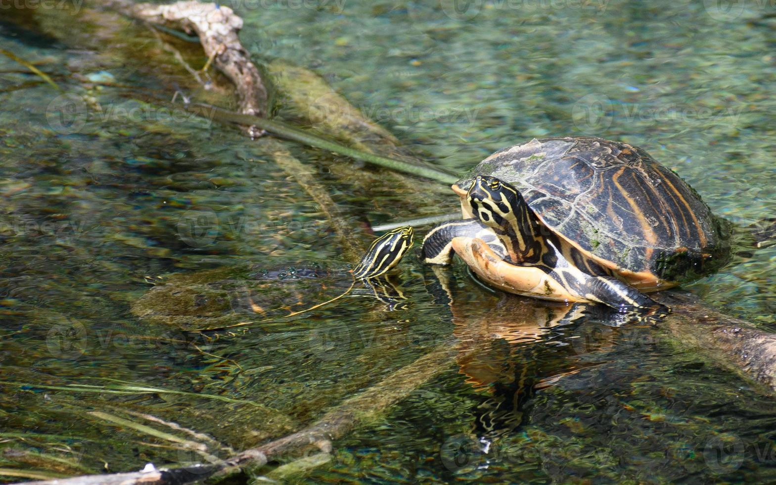 tortue dans étang dans Floride photo