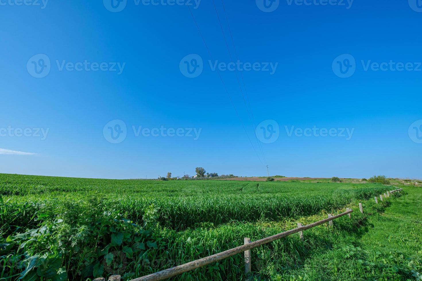 champ semé vert avec ciel bleu photo