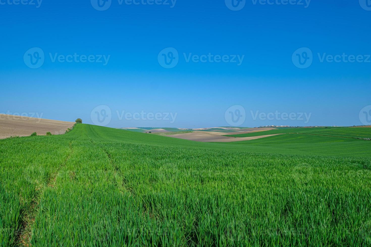 champ semé vert avec ciel bleu photo