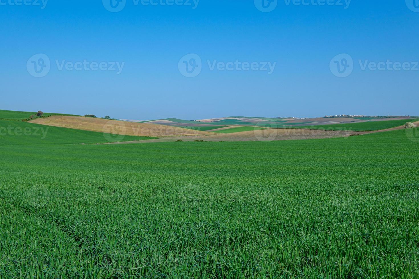 Champ semé vert rural avec ciel bleu photo