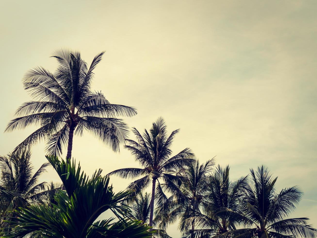 beaux cocotiers tropicaux photo