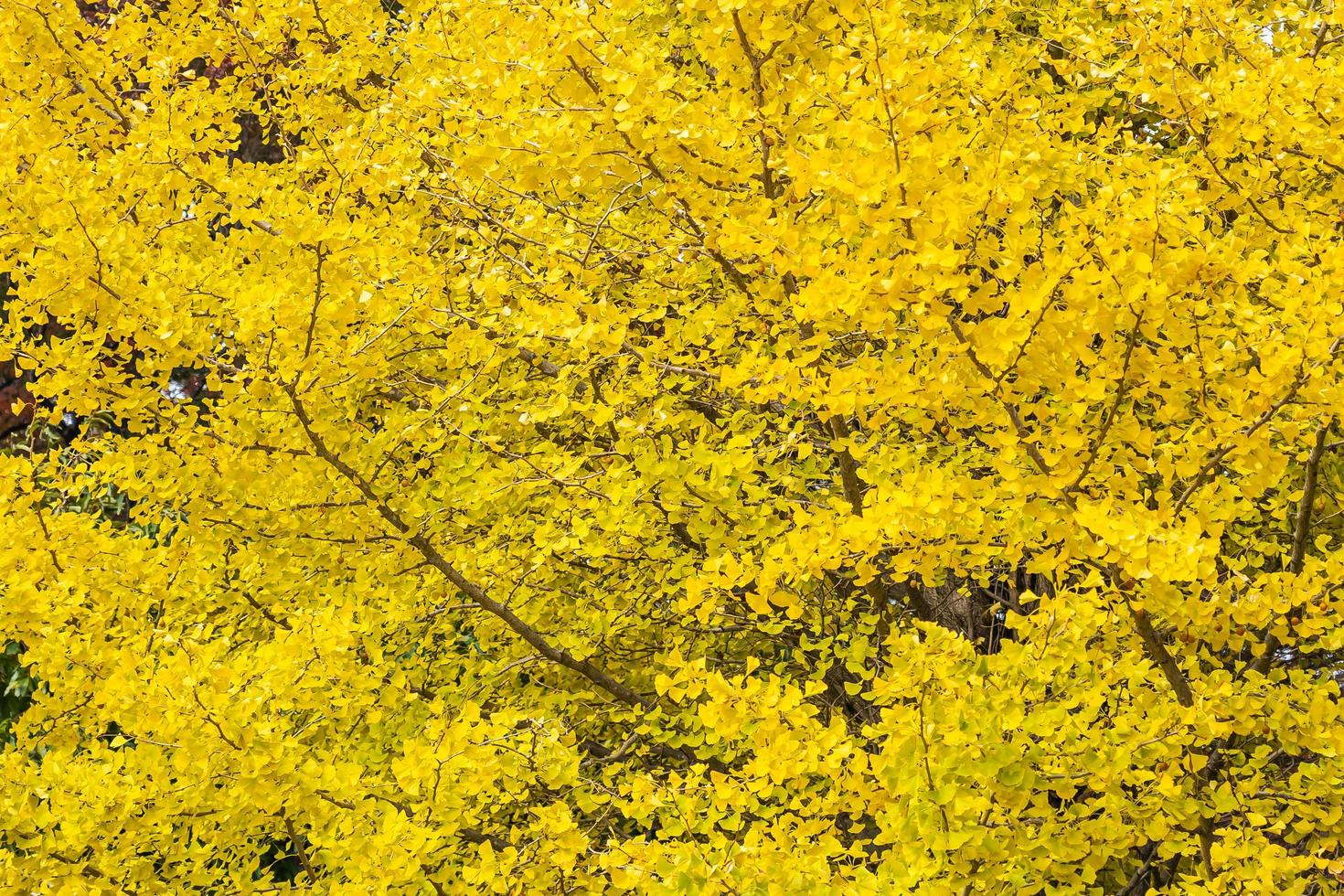 arbre de ginkgo jaune photo