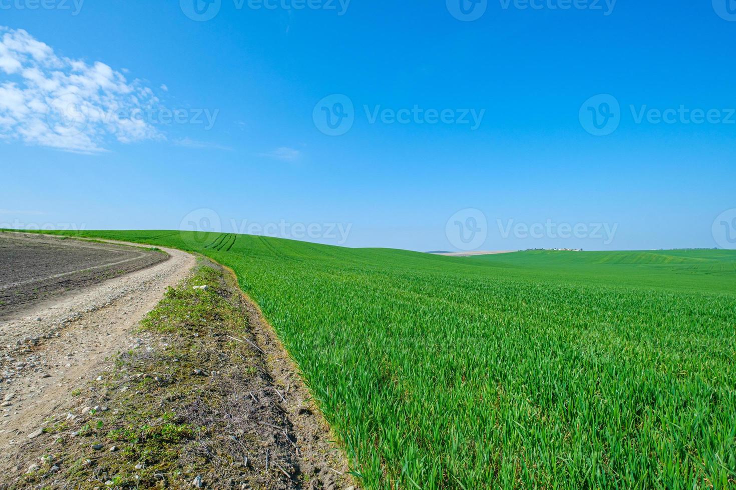 chemin de terre et champ vert herbeux photo