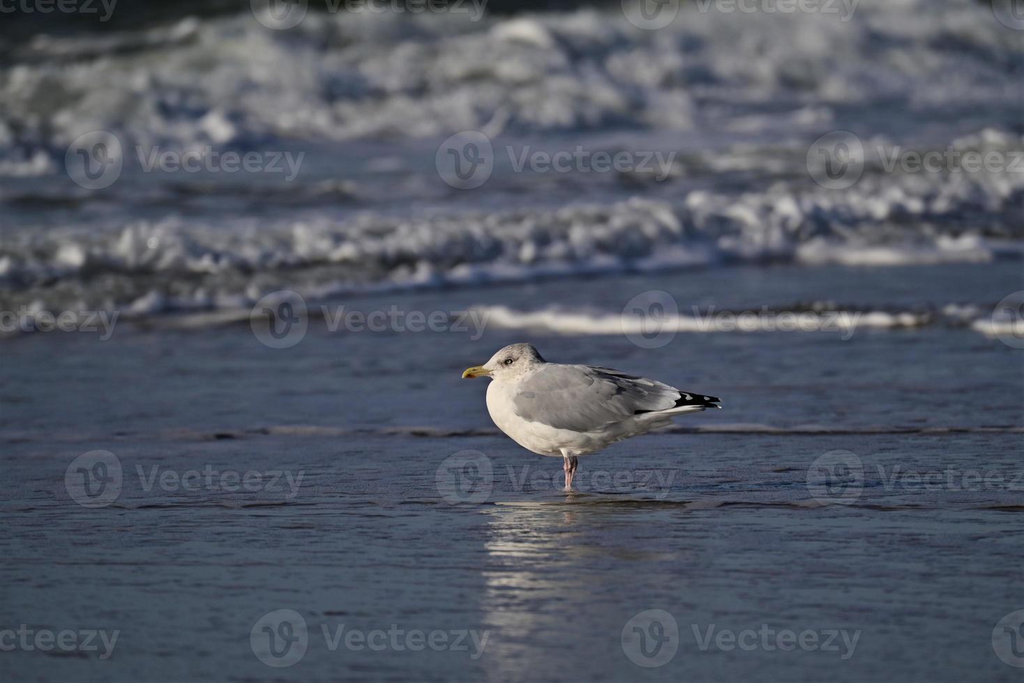 mouette est assis dans peu profond l'eau par le mer photo