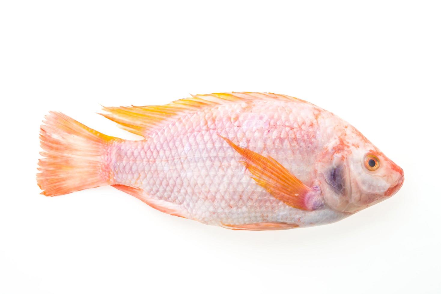 poisson frais cru photo