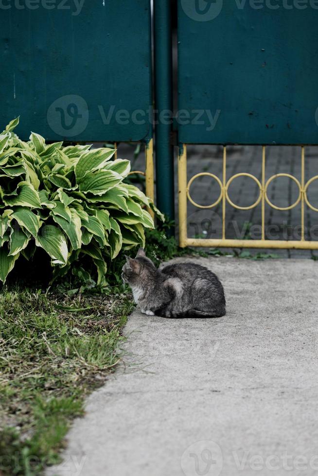 gris chat mensonges en plein air. photo