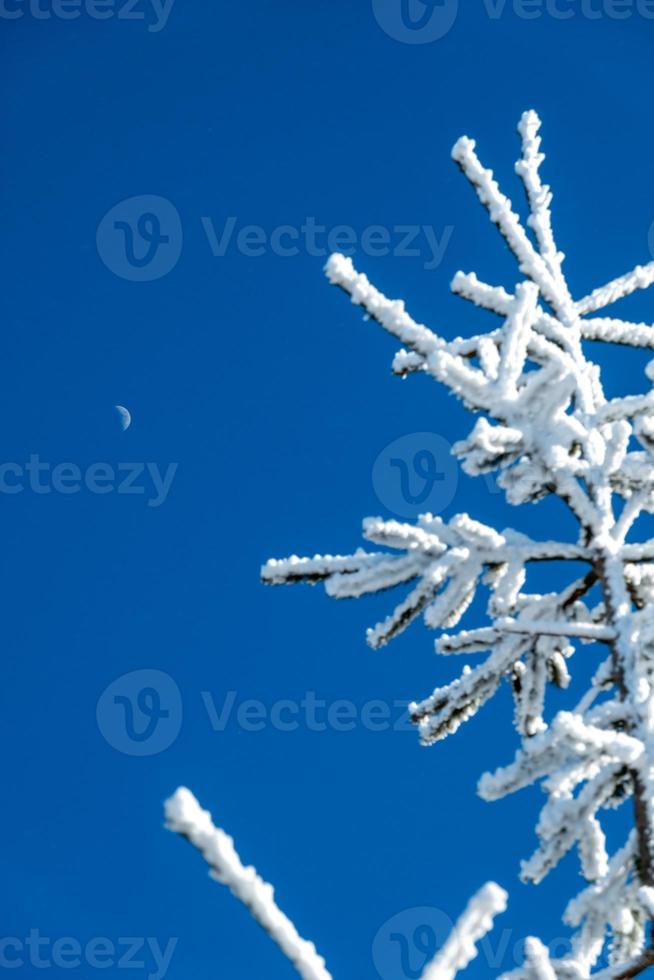 hiver et neige paysage près hêtre Montagne Nord Caroline photo