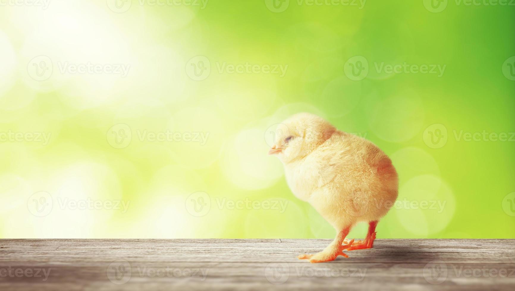 petit poussin mignon pour pâques. poussin nouveau-né jaune. photo