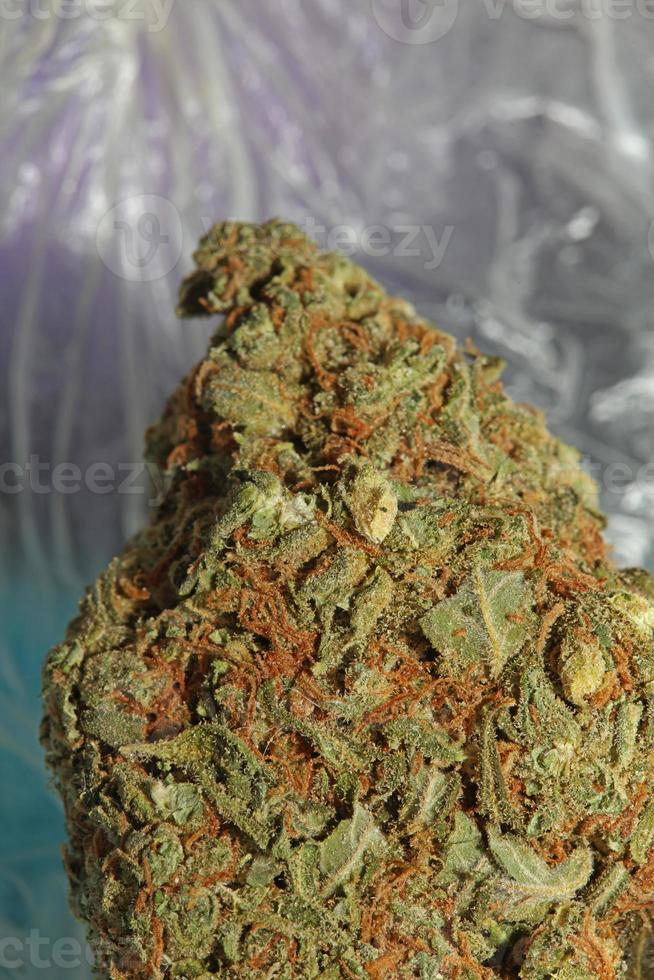 médical marijuana fleur super bourgeons récréatif ganja proche en haut botanique Stock Photos gros Taille haute qualité cannabis sativa famille cannabacées