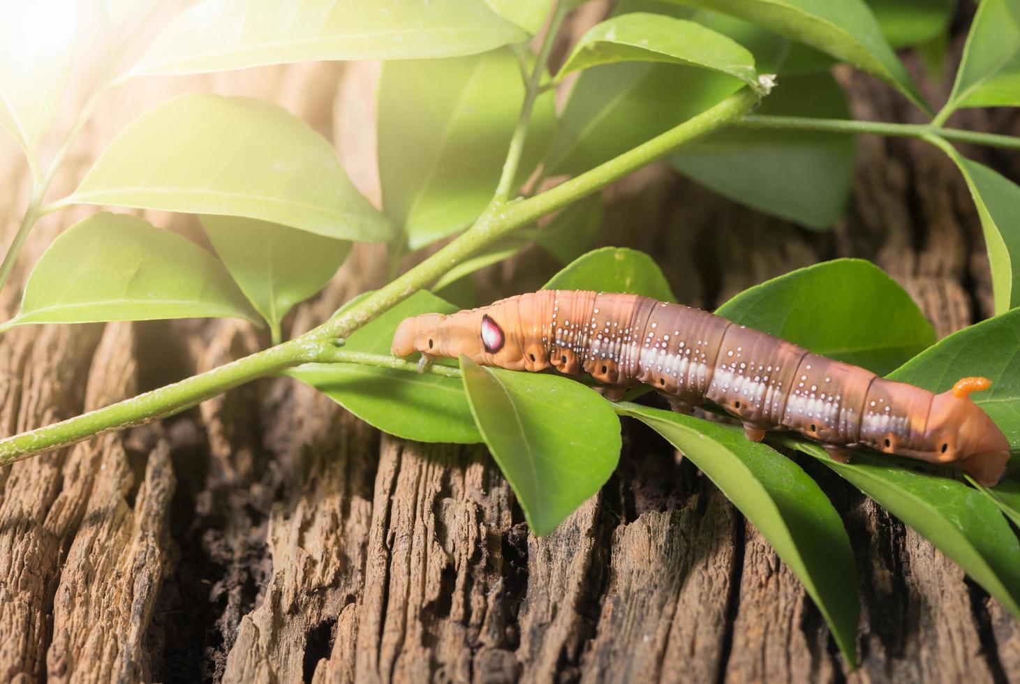 coloré chenille ou marron ver, daphnis nérii en mangeant feuille photo