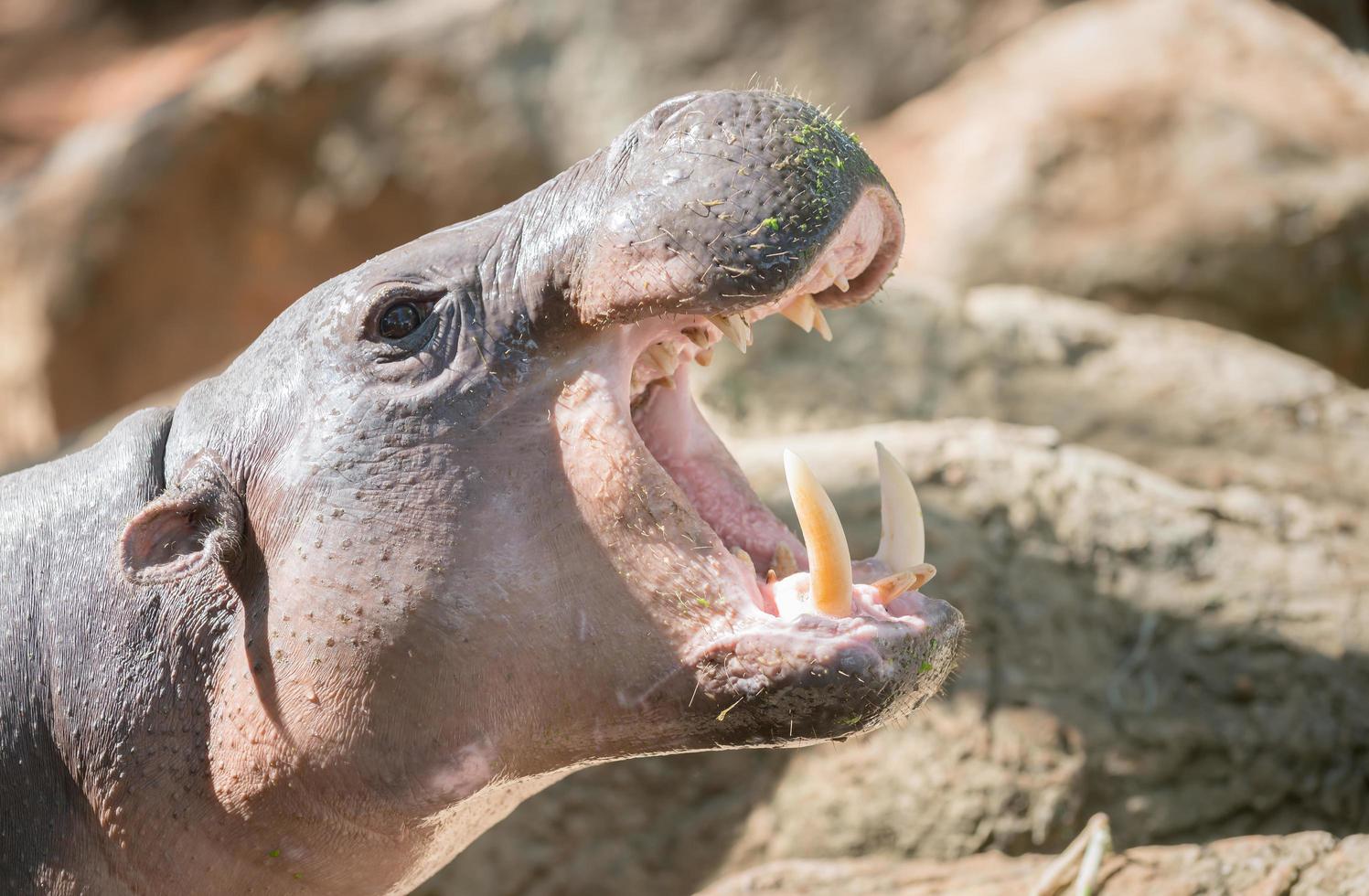 hippopotame ouvert bouche photo