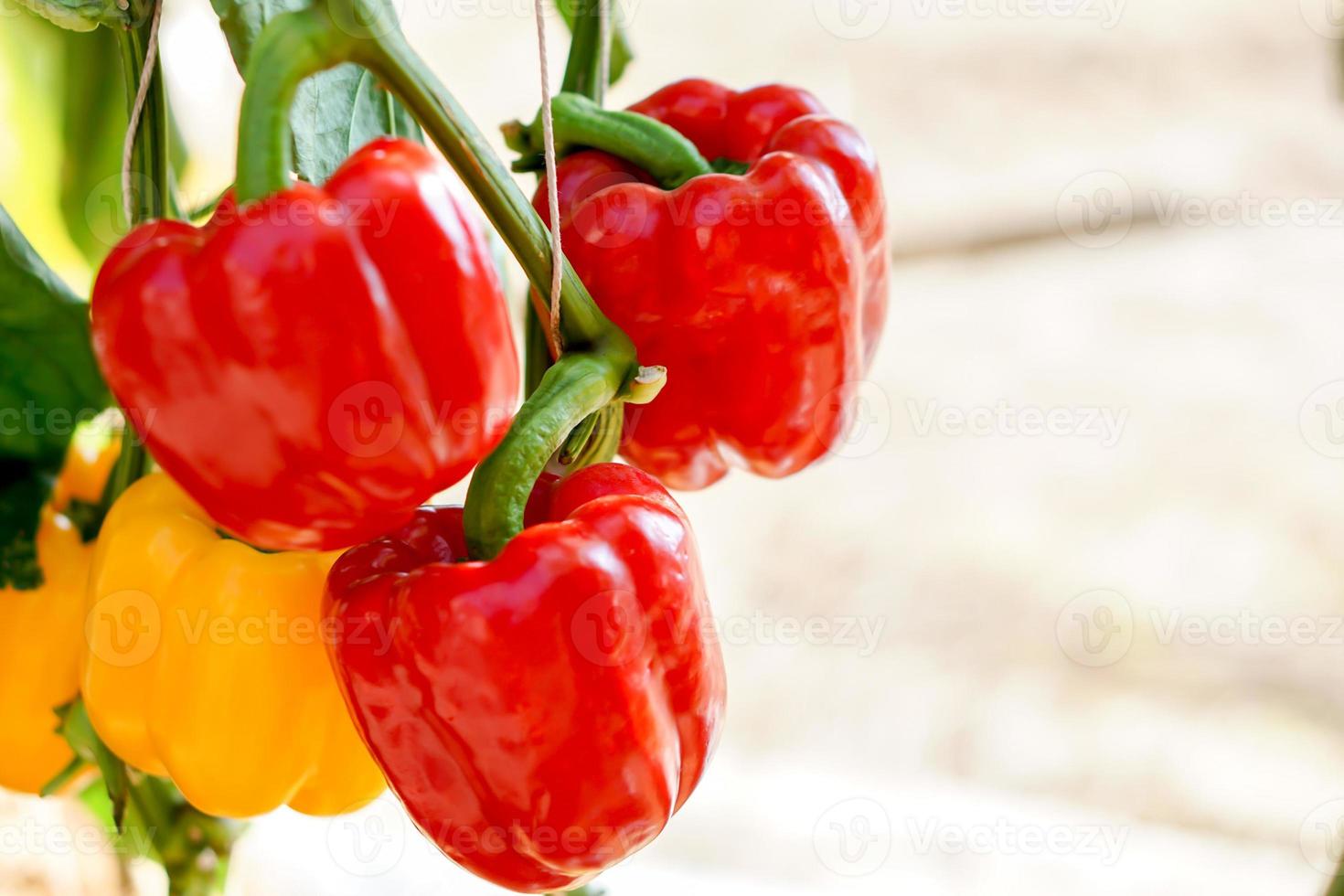 fermer et surgir Jaune et rouge cloche poivrons avec Naturel lumières sur flou Contexte. photo